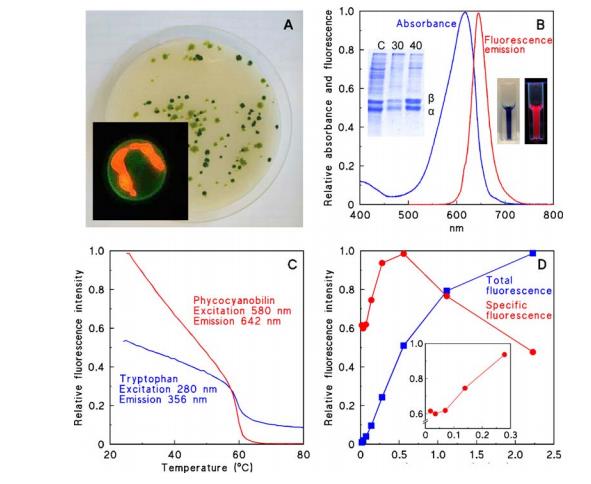 Production of phycocyanin—a pigment with applications in biology, biotechnology, foods and medicine